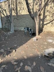 акустические системы triangle elara колонка в виде собак: Дратхаар, 3 месяца, Самец, С прививкой — 6