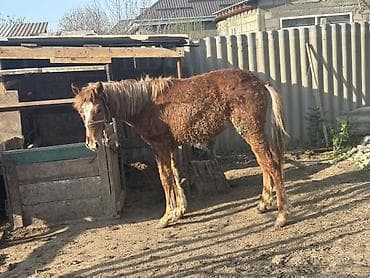 кон пони: Продаю | Жеребенок — 5