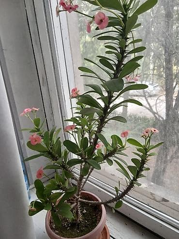 Бөлмө өсүмдүктөрү: Это малочай - Компактный куст с несколькими одревесневшими побегами — 1