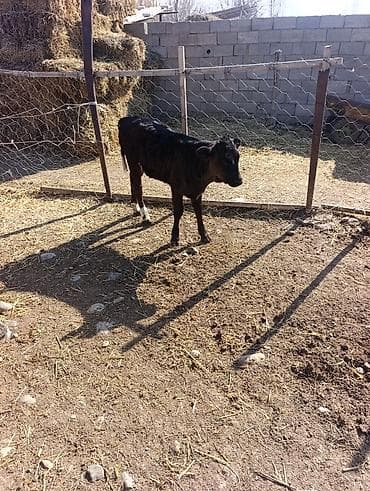 70 сом: Сатам | Музоо | Алатоолук | Көбөйтүү үчүн — 6