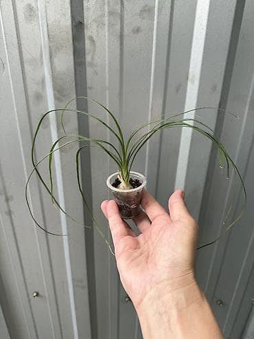 цветущий кактус: Эхинопсис хамецереус (Echinopsis chamaecereus), который в народе часто — 7