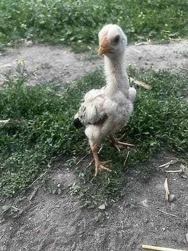 куры нисушка: Продаю | Цыплята | Для разведения — 6