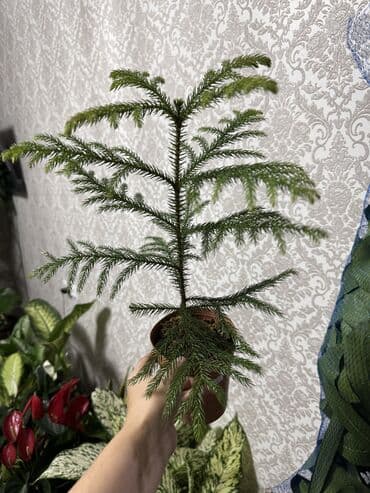 листья декоративные: Араукария 650-1100(Norfolk Island Pine) в горшке 60 см. - Декоративное — 2