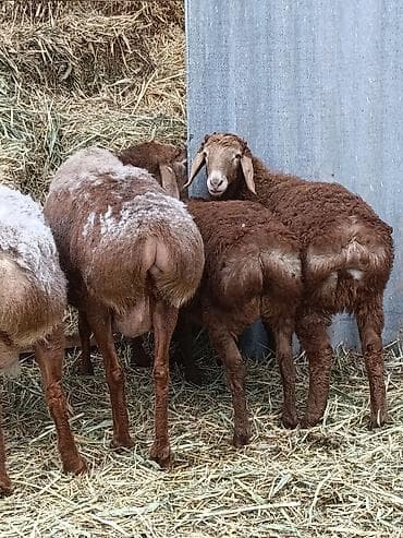 ыссык куле: Сатам | Козу, Кочкор (эркек) | Арашан | Союуга, Көбөйтүү үчүн, Жүн үчүн | Токту — 5