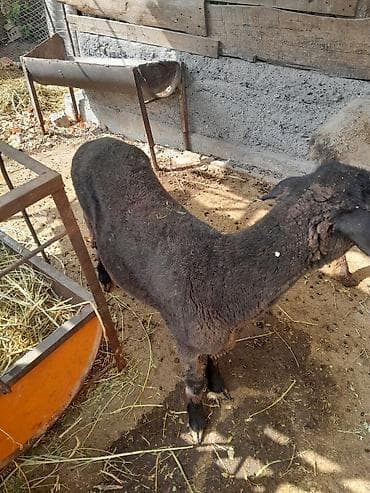 мясо фазана: Продаю | Баран (самец) | На забой — 2