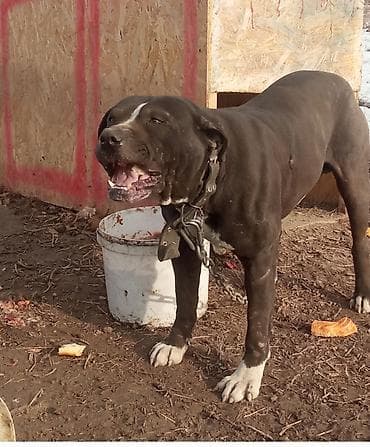 питбуль: 1 месяц, Самец, С родословной — 4