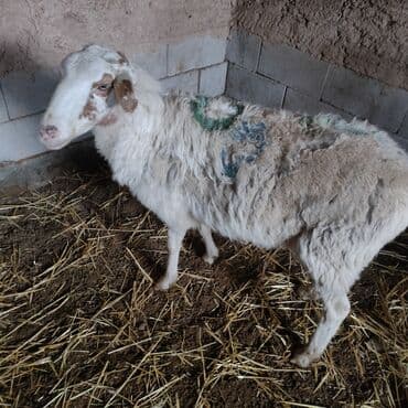 собаки балыкчы: 3 года матка 24 тыс .торг есть — 4