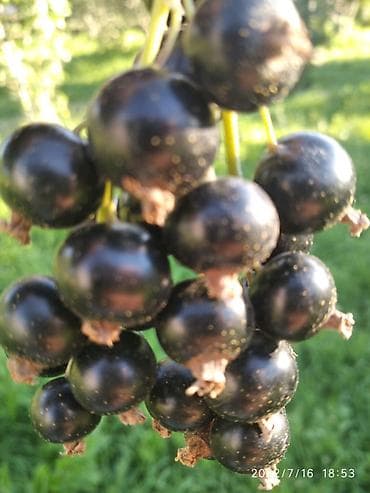 Смородина Оптом at lalafo.kg Смородина Оптом