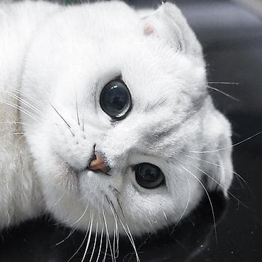 кота на передержку: Скотиш Фолд (Шотландская вислоухая), 1 год, Девочка, Серебристая шиншилла, С прививками, Приучена к лотку, Проглистована — 3