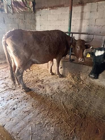 Продаю | Корова (самка) | Для молока | Привязанные