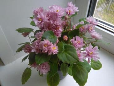 цветущую фиалку: В продаже трейлерные (ампельные и кустовые)фиалки🌺🥀🌺: детки — 8