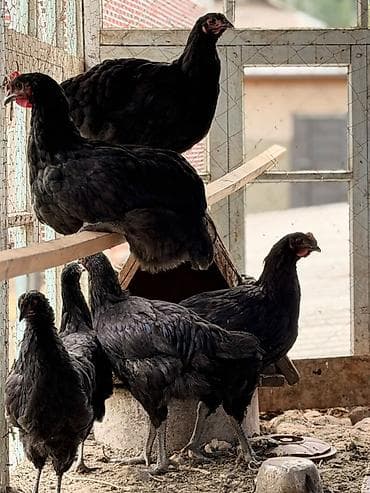 Животные: Продаю | Куры | Для разведения — 1