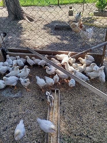 цетка для кур: Продаю | Цыплята | Для разведения — 3