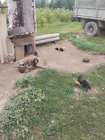 Продажа собак: Продажа собак — 8