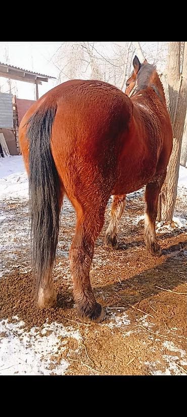 уй айдаган ит: Сатам | Байтал | Жумушка — 1