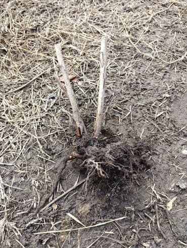 комнатные цветы бишкек гулназ: Продаю саженцы малины.Местная долгоиграющая.20 сом.беловодск — 1