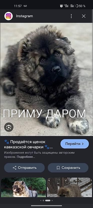 Приму в даром Кавказская овчарка — мощный
