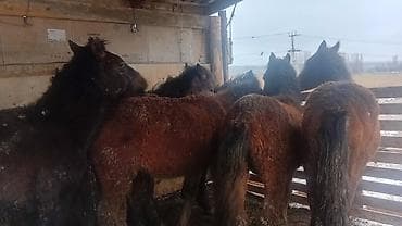 А/ч жаныбарларын сатам: Сатам | Тай | Аргын | Көбөйтүү үчүн — 2