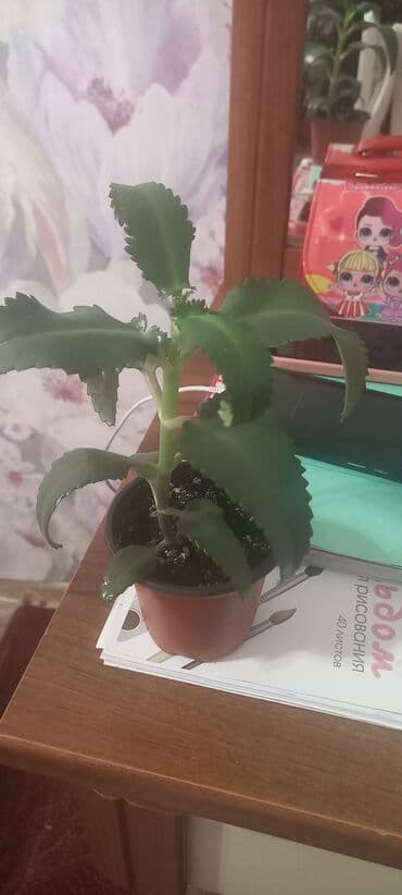 цветы балыкчы: Каланхоэ лечебный — 1