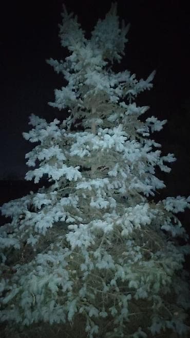 Саженцы деревьев: Ели, Самовывоз at lalafo.kg Саженцы деревьев: Ели, Самовывоз