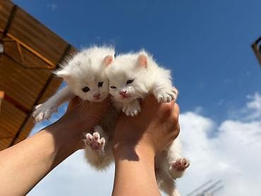 Кошки: Кошка даром: Беспородная, 1 месяц, Мальчик — 2