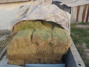 аппарат для дойки коров: Сено в тюках 2 укос - Прессованное сено в стандартных прямоугольных — 2