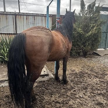 собака долматинец: Продаю | Конь (самец) | Для разведения | Племенные — 9