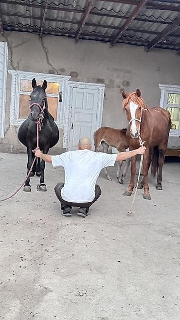 иттер ош: Сатам | Бээ (ургаачы) | Көбөйтүү үчүн | Асыл тукумдуу — 10