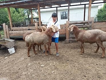 заяц живой: Продаю | Баран (самец) | Арашан | Для разведения | Племенные — 2
