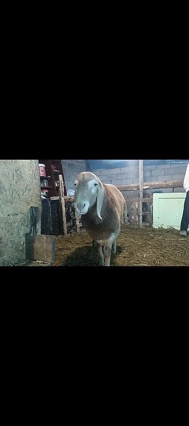 Башка жаныбарлар: Сатам | Кочкор (эркек) | Арашан | Көбөйтүү үчүн | Асыл тукумдуу — 6