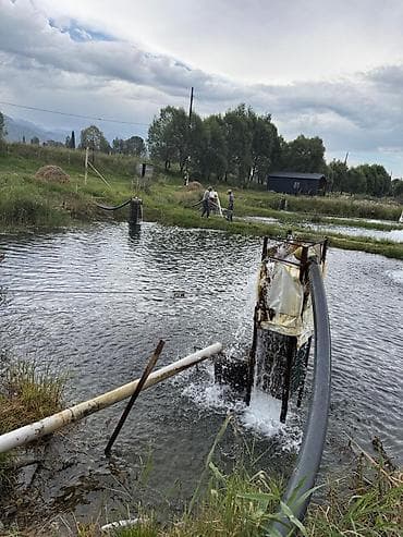 бу ферма: Продаю рыбу чон орукту — 9