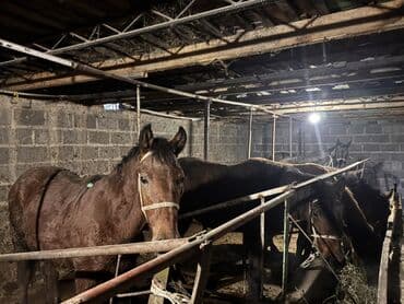 вислоухие кошки бишкек: Продаю | Кобыла (самка) | Для разведения — 3