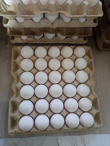 обезьяна живая: Яйцо куриное (жумуртка) оптом. Категория Со цена 12,6 сом.Адресс — 2