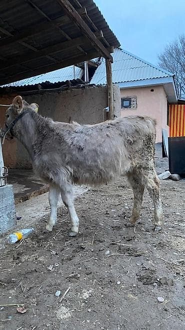 телки швицкой породы: Продаю | Тёлка | Швицкая | Для разведения | Осеменитель — 1