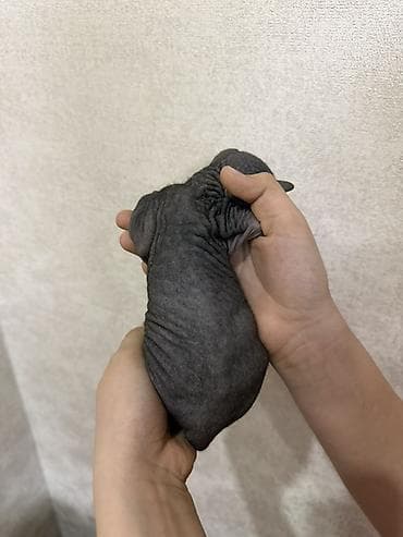 кел кел: Сфинкс, 1 айлык, Эркек — 10