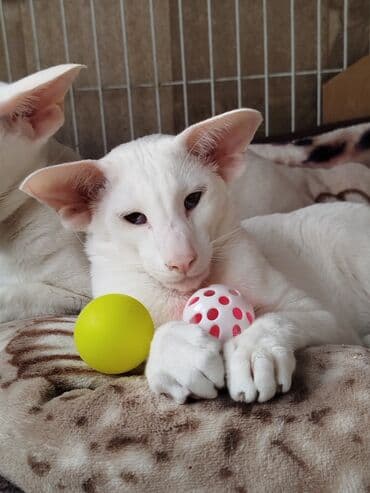 наполнители для кошек: Ориентальная, 4 месяца, Мальчик, Белый, Приучена к лотку, Проглистована, С документами — 23