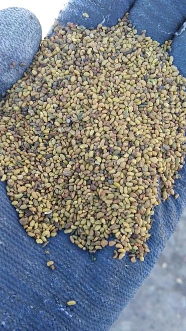 семена многолетних цветов бишкек: Семена кормовых растений: Люцерна, Самовывоз — 4