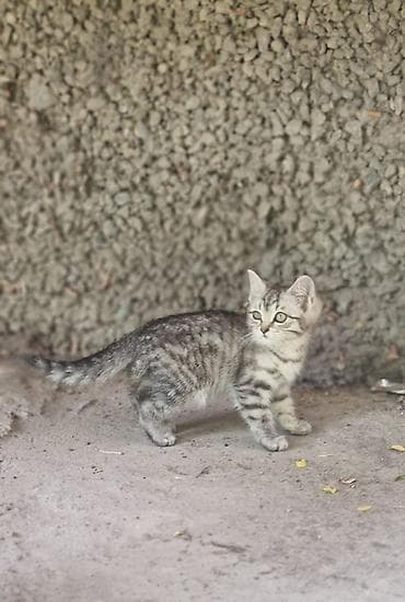 Животные: Кошка даром: Беспородная, 3 месяца, Девочка — 4