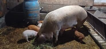 Собаки: Продаю | Поросенок | На забой — 2