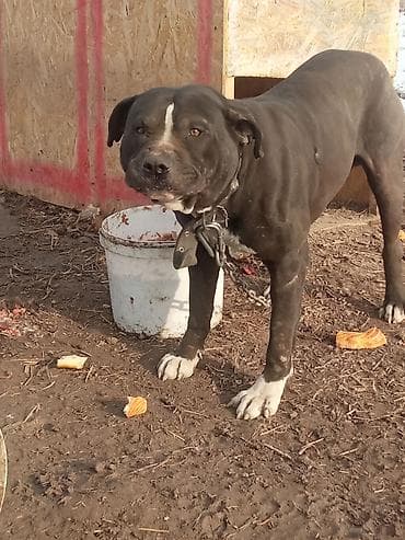 питбуль: 1 месяц, Самец, С родословной — 6