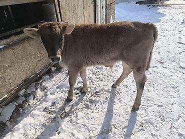 баран сколько стоит: Продаю | Бык (самец) | На откорм | Привязанные — 6