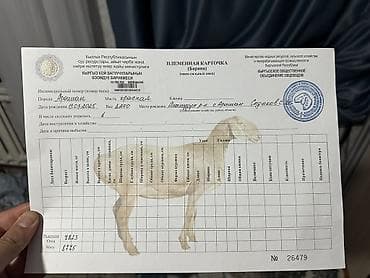 аары сатылат: Сатам | Кочкор (эркек) | Арашан | Көбөйтүү үчүн | Асыл тукумдуу — 6