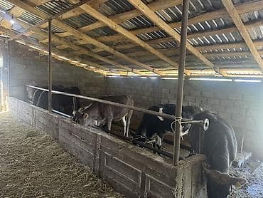 С/х животные и товары: Продаю | Тёлка | На забой | Отела не было — 2