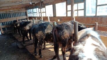 французкий бульдог цена: Продаю | Бык (самец) | На откорм | Привязанные — 3