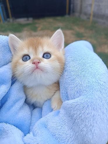 сфинкс кот: Очаровательные котята (окрас золотой и белый шиншилла/золотой) — 3