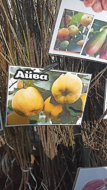 контейнер для вещей: Оптом толка — 4