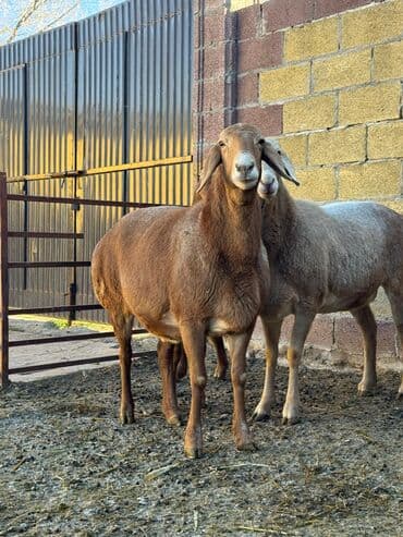 кавказская собака: Продаю | Овца (самка) | Арашан | Для разведения | Матка — 6
