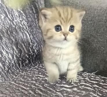 ориентальная кошка черная: Шотландский котенок скотиш страйт окрас золотой тигровый (black golden — 8