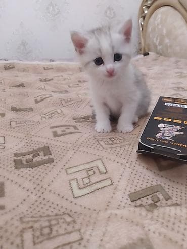 фонтан для кошек: Котёнок, серебристо-белый окрас (табби/дымчатый), пол пушистый хвост и — 4