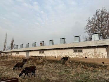 токтогул дом: Времянка, 400 м², 2 бөлмө, Менчик ээси — 10